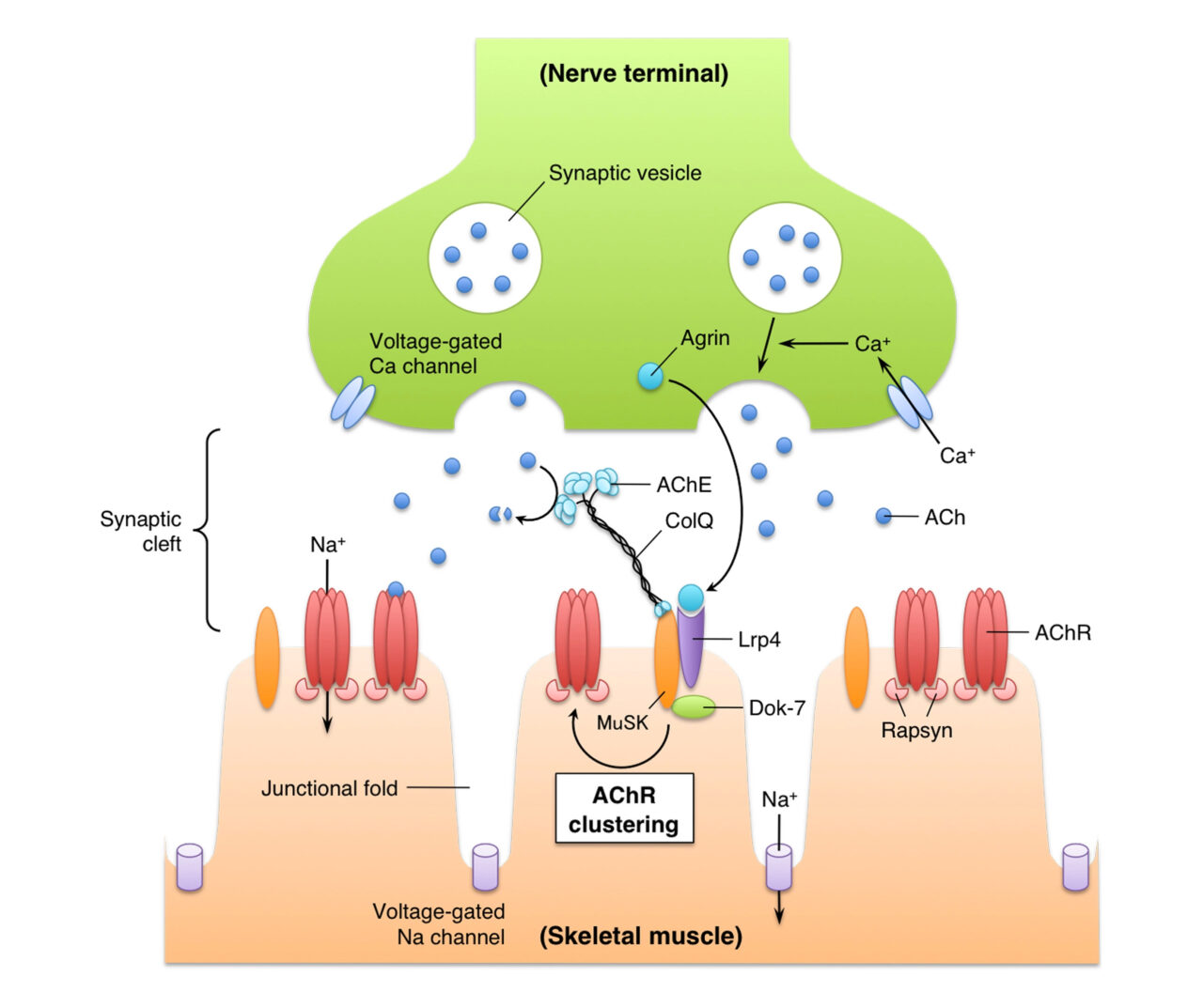 Pathophysiology Of Myasthenia Gravis Schematic Diagram